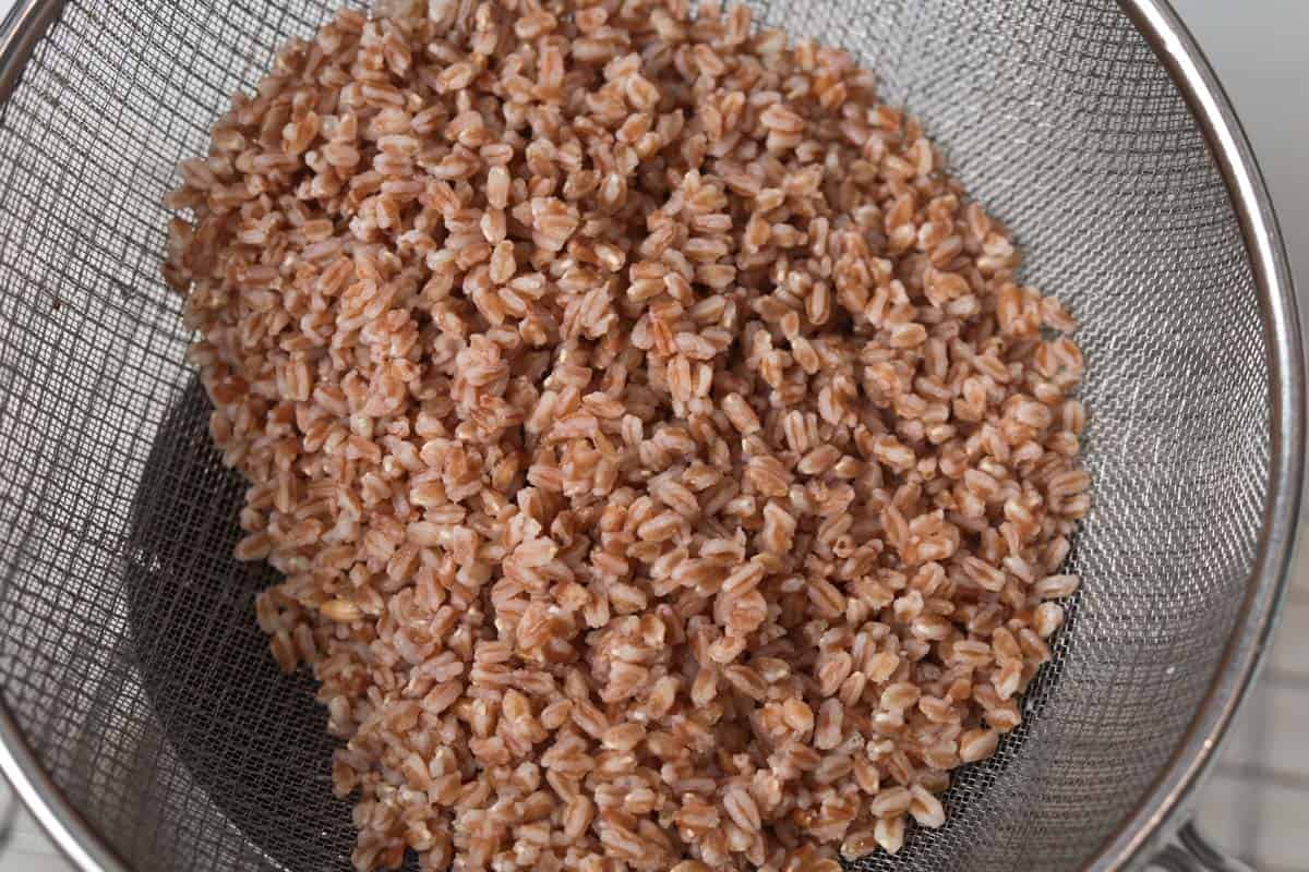 Cooked farro in mesh drainer.