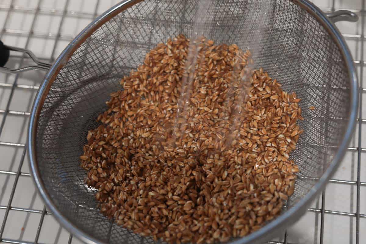 Farro grains being rinsed in mesh drain.